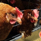 Illustration for article titled Tyson Holds Contest To Let Fans Submit New Ideas For Torturing Chicken To Death